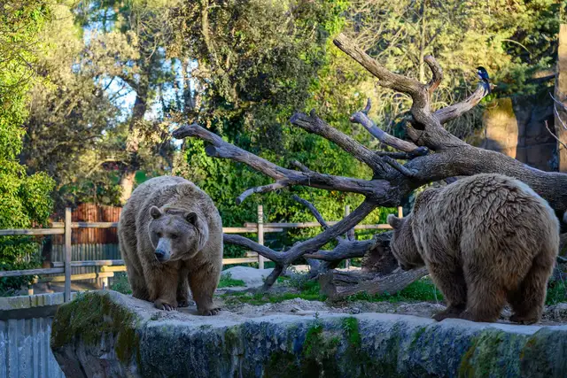 Centro de Conservación Zoo Córdoba photo 1