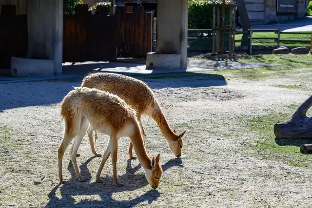 Centro de Conservación Zoo Córdoba photo 2