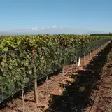 Bodega Chakana