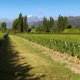 Bodega Gieco