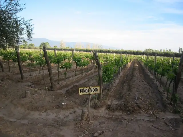 The Vines of Mendoza