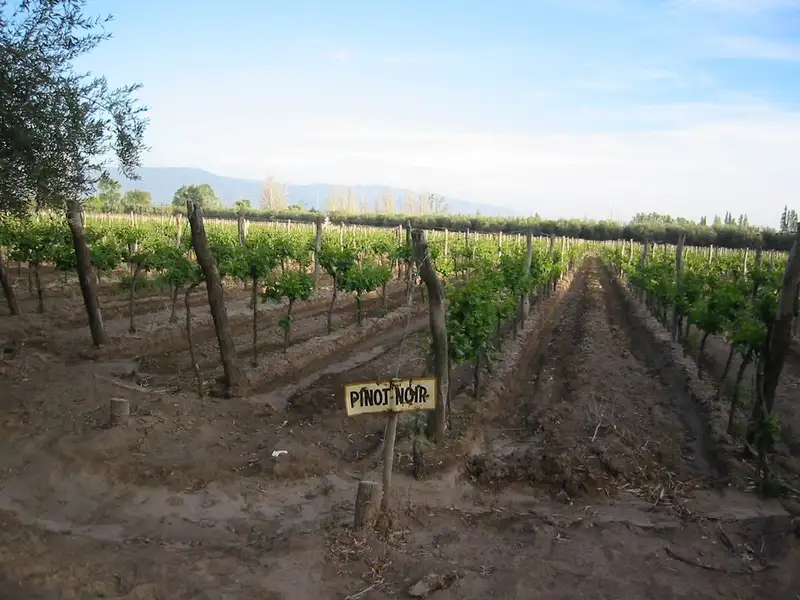 The Vines of Mendoza