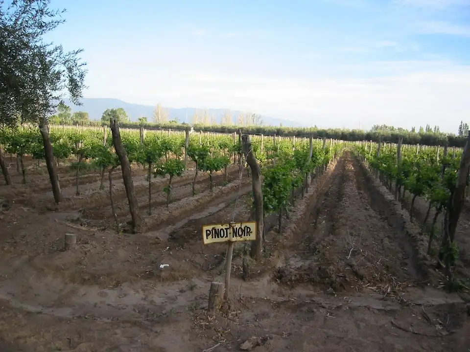The Vines of Mendoza