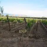 The Vines of Mendoza