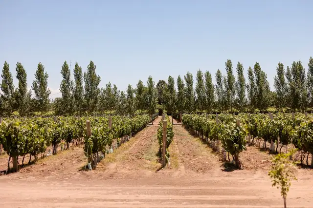 El Sembrador Del Valle