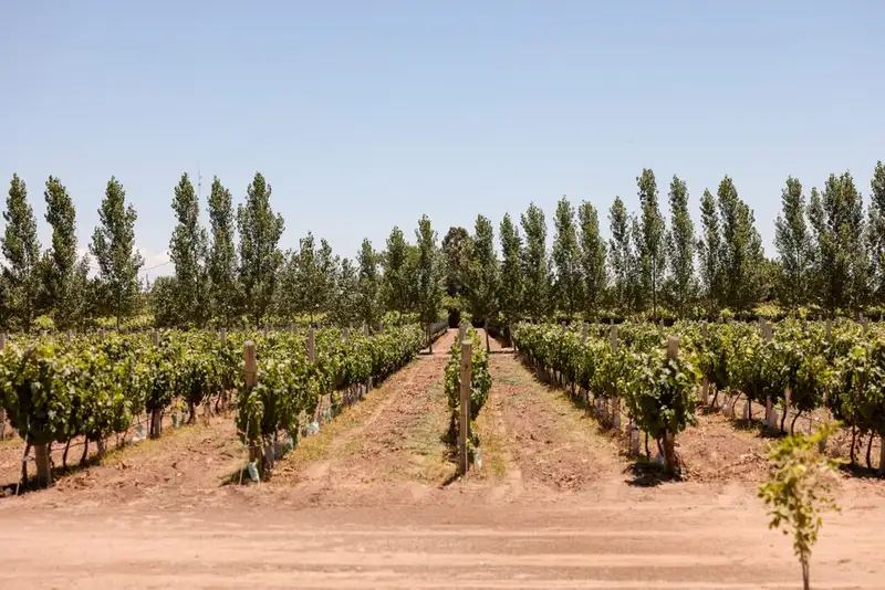 El Sembrador Del Valle