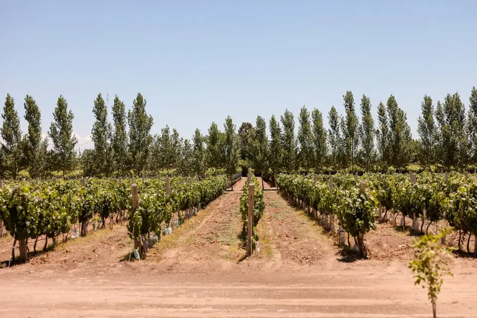 El Sembrador Del Valle