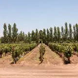 El Sembrador Del Valle
